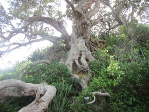 Very, very old Pohutukawa tree near beach on Tiri