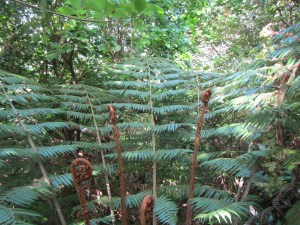 Ponga tree fern; the symbol of New Zealand