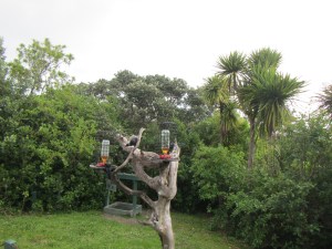 I love the tui bird so I was thrilled to see so many at once!