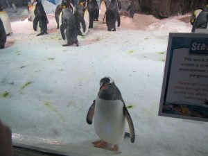 Our little friend interacts with us through glass