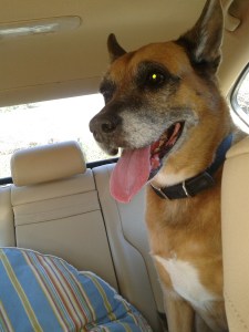 Radar in the backseat of Passat