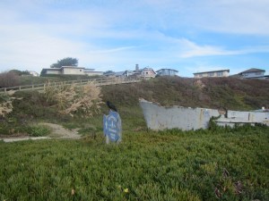 Seascape Restaurant with Raven