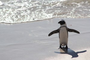 Photo by Mara V. Connolly