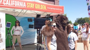 At about 95 degrees, not a great day to be the California Bear mascot!