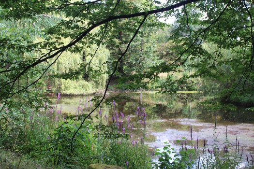 Garden at Buckingham Palace