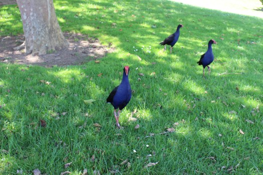 Pukeko birds greet zoo goers.