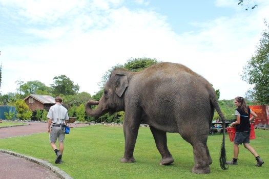 Burma, the zoo's Asian elephant takes walks around the zoo with her keepers.