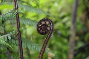 symbol of New Zealand