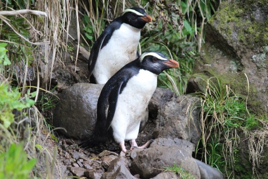 Fiordland Crested Penguins