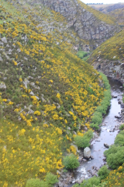 View from the train window of Taieri Gorge Railway.