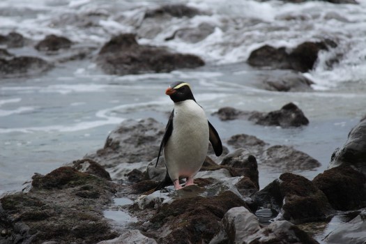 Read more about Fiordland Penguins and the 