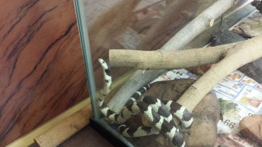 Jake the Snake at the Ranger station at the campground.