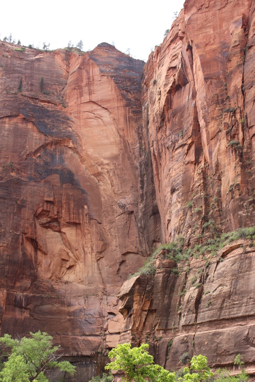 Red steep canyon walls are the backdrop pretty much everywhere along the Zion Canyon Scenic Drive.