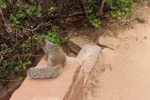 Do not feed the animals.