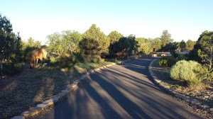 Do not be the fool who gets injured by the wild elk.