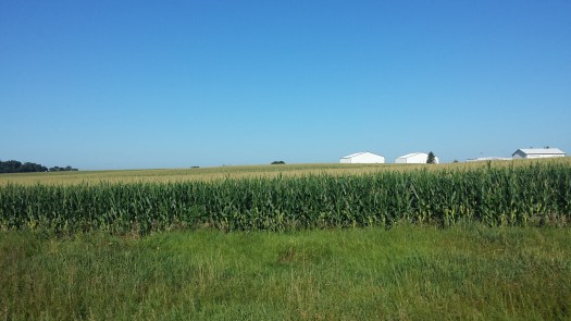 Corn fields and more corn fields make up the dominant view. 