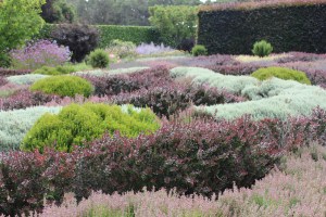 One of two full size knot gardens at Filoli.