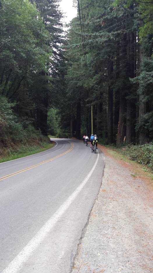 Beautiful redwoods lined the route on Nicasio Valley Road.