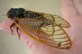 cicadas